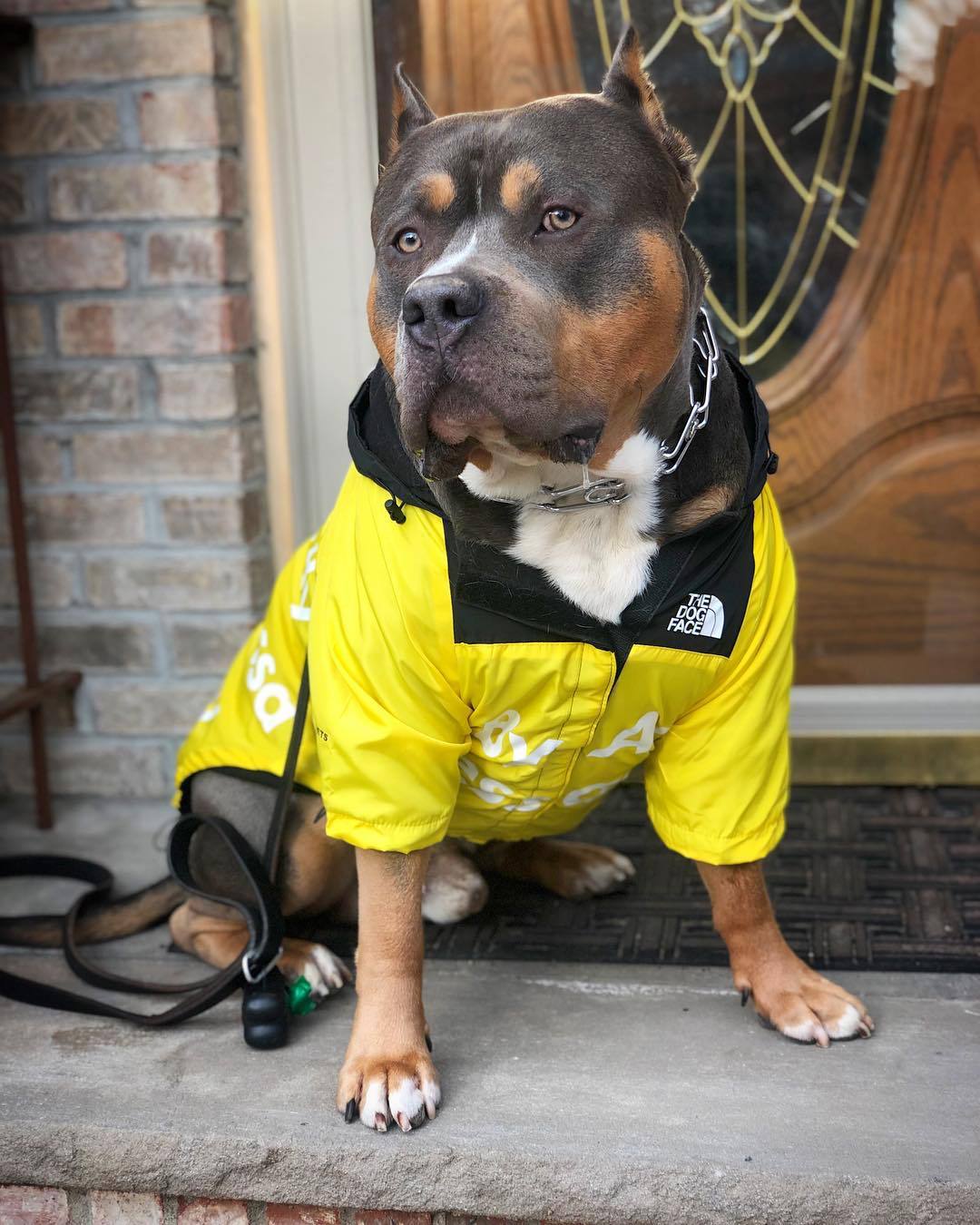 Spring Dog Clothes Windproof Waterproof Fashion Dog Jacket For Large Dogs Labrador Bulldog Dog Raincoat