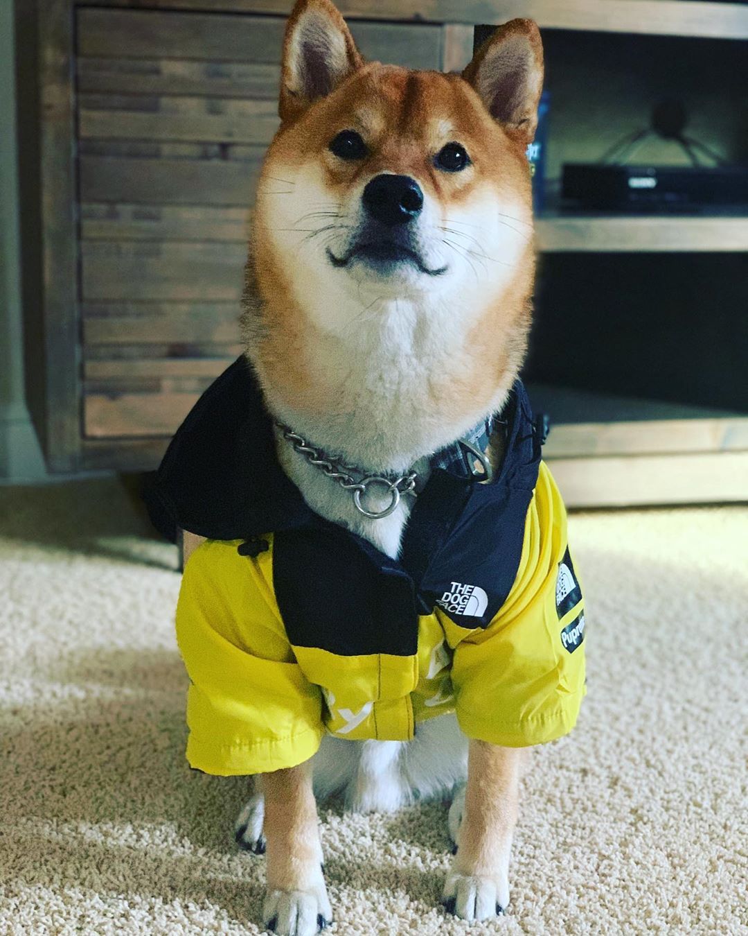 Spring Dog Clothes Windproof Waterproof Fashion Dog Jacket For Large Dogs Labrador Bulldog Dog Raincoat
