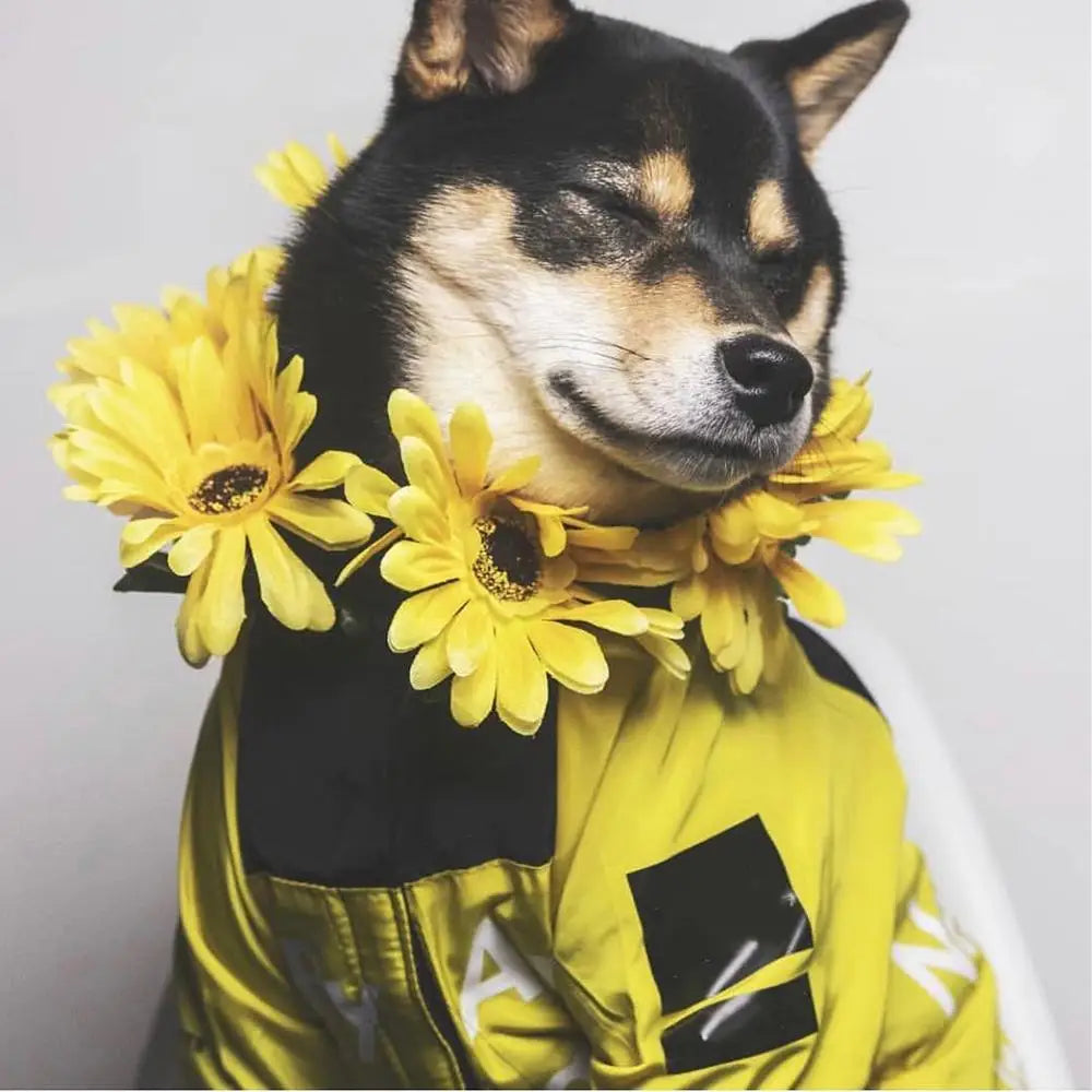 Spring Dog Clothes Windproof Waterproof Fashion Dog Jacket For Large Dogs Labrador Bulldog Dog Raincoat